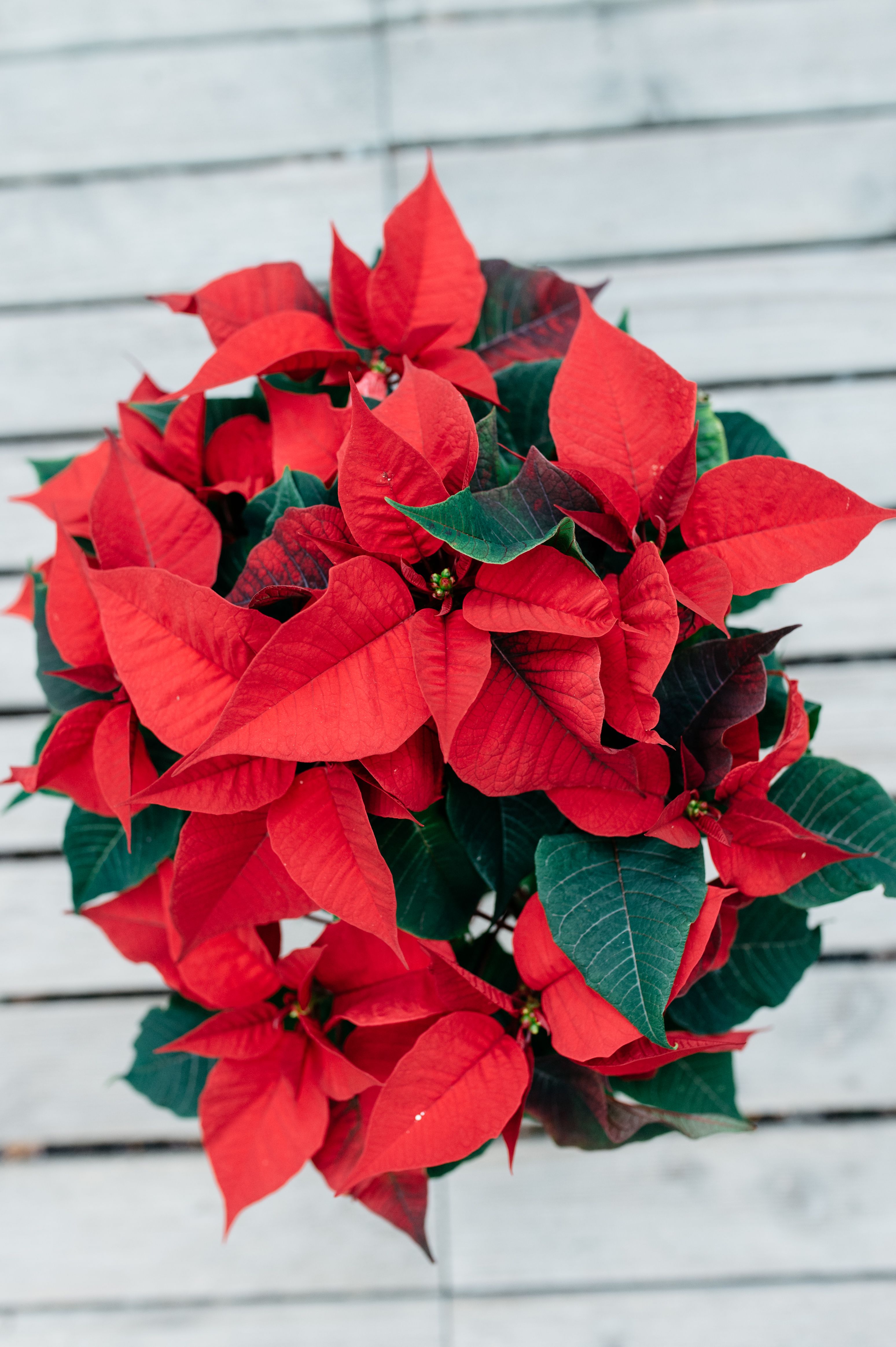 EUPHORBIA PULCHERRIMA - POINSETTIA OU ETOILE DE NOEL - Jardinerie Prosperi